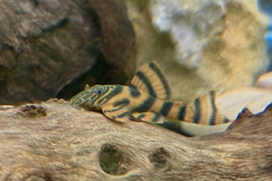 L397 Alenquer Tiger Pleco (Panaqolus sp.) – Tank-Bred