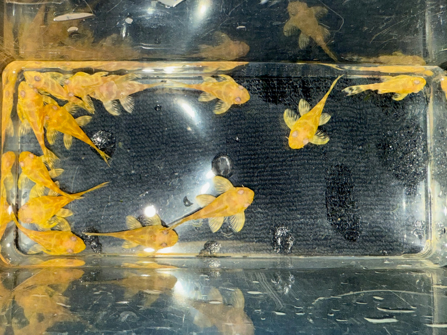 Albino L333 King Tiger Pleco (Hypancistrus sp.) – Tank-Bred