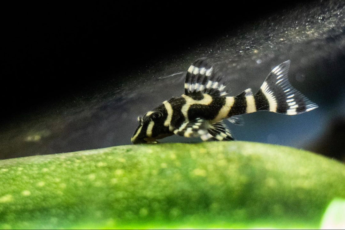 L333 King Tiger Pleco (Hypancistrus sp.)