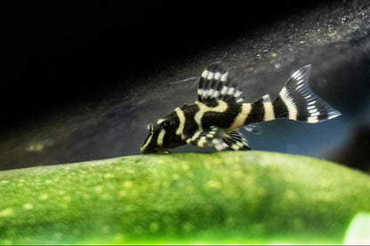 L333 King Tiger Pleco (Hypancistrus sp.) – Tank-Bred