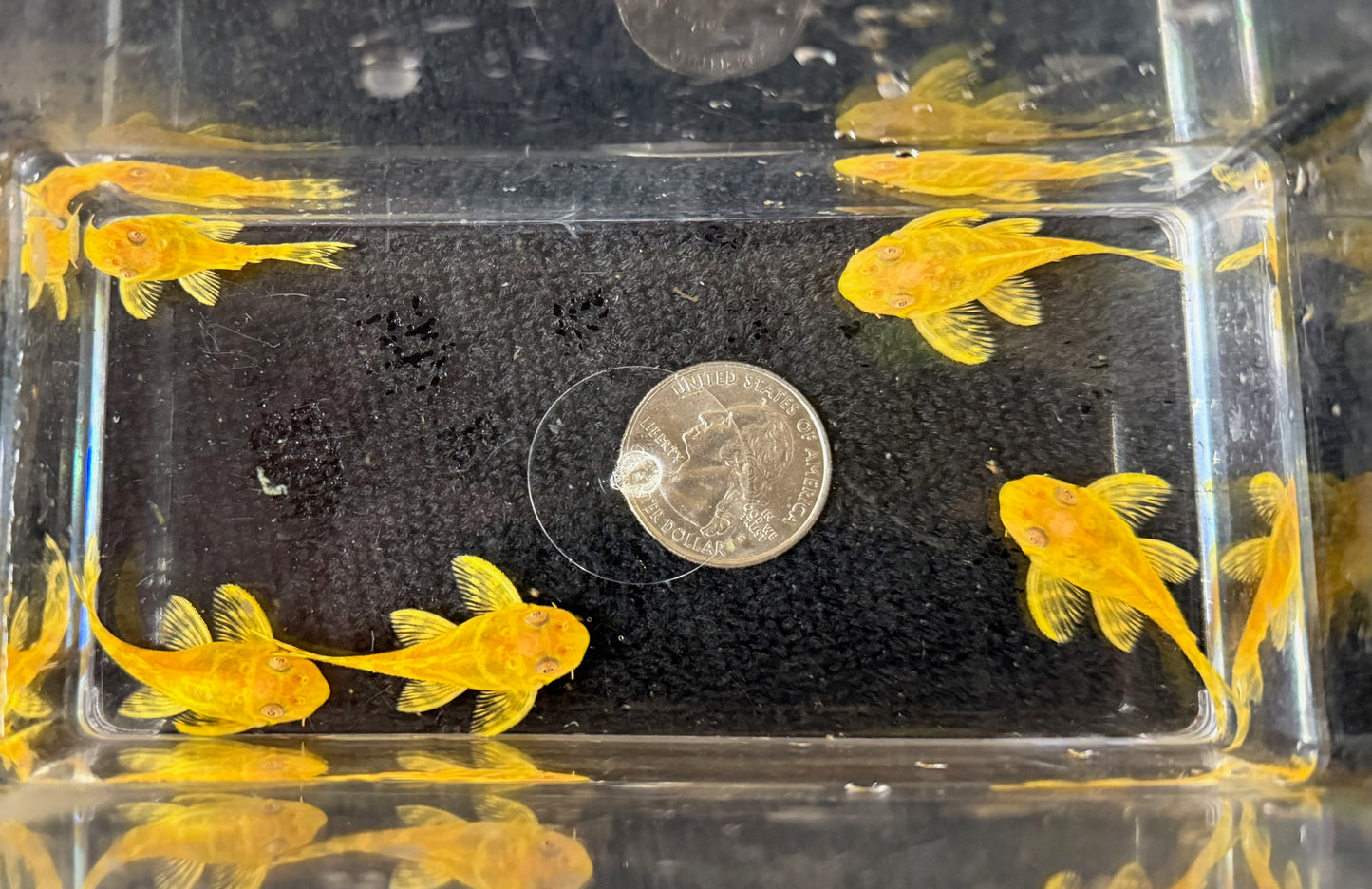 Albino L333 King Tiger Pleco (Hypancistrus sp.) – Tank-Bred