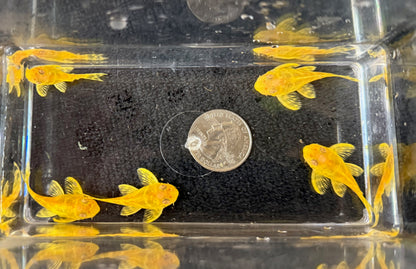 Albino L333 King Tiger Pleco (Hypancistrus sp.) – Tank-Bred