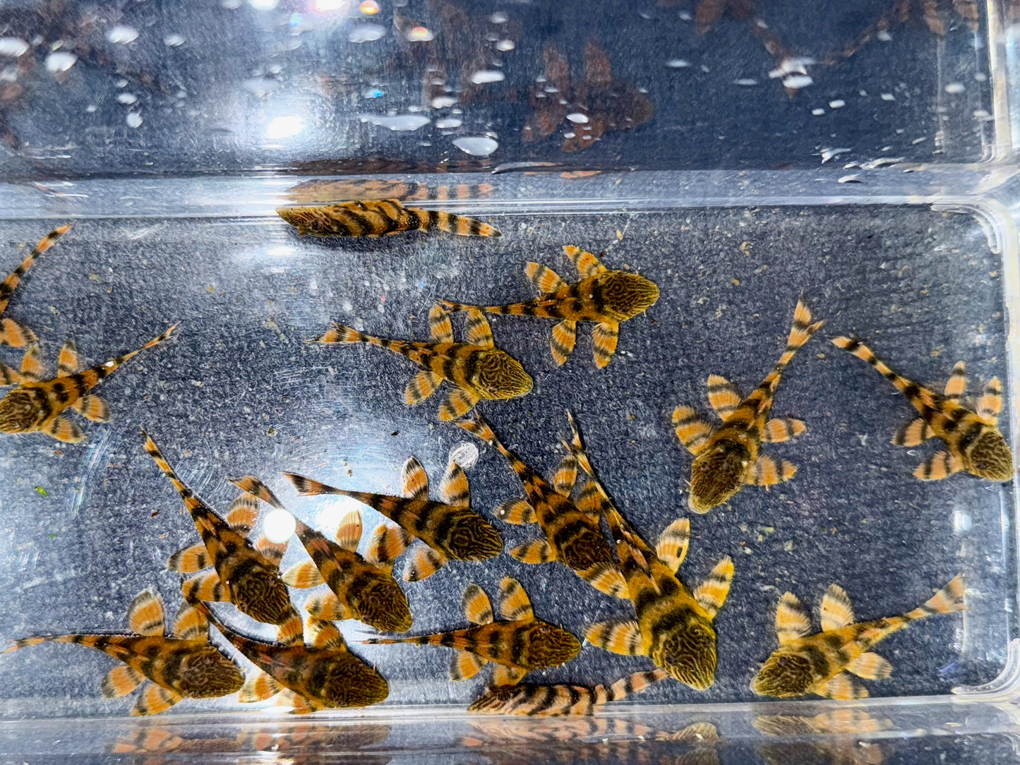 L397 Alenquer Tiger Pleco (Panaqolus sp.) – Tank-Bred